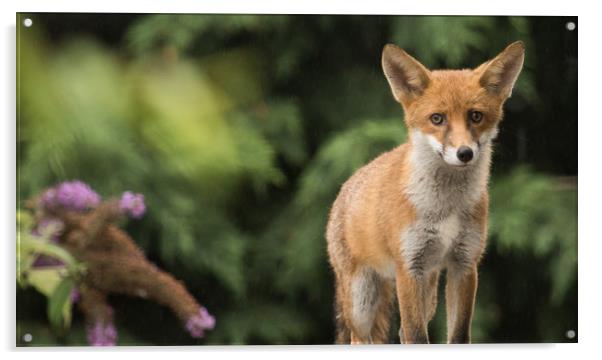 Young Fox Cub Acrylic by Maxine Grundy