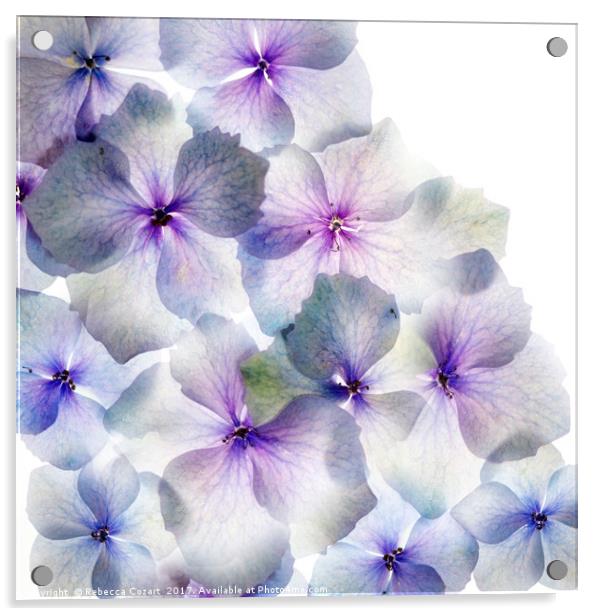 Hydrangea Petals Acrylic by Rebecca Cozart
