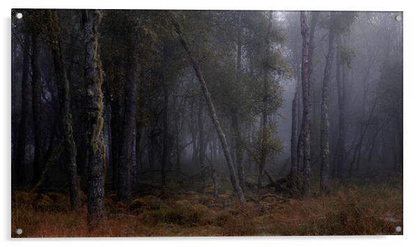 Foggy Trees Acrylic by overhoist 