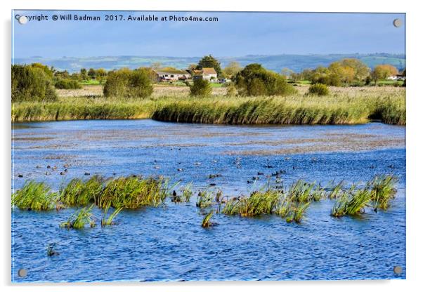 Looking out the hide at Ham Wall nature reserve Acrylic by Will Badman