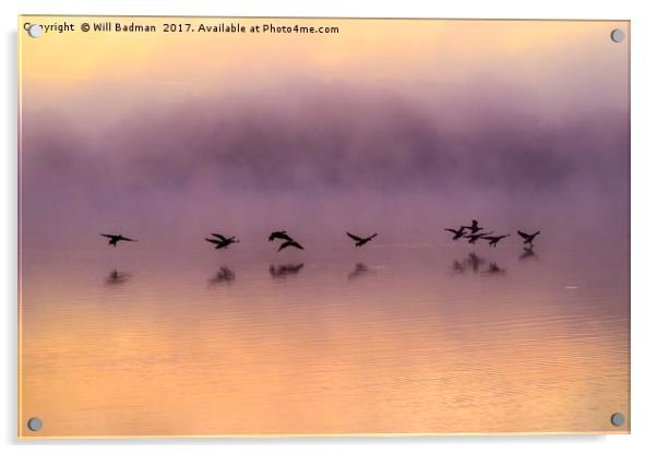 Canadian Geese flying over misty sunrise reservoir Acrylic by Will Badman