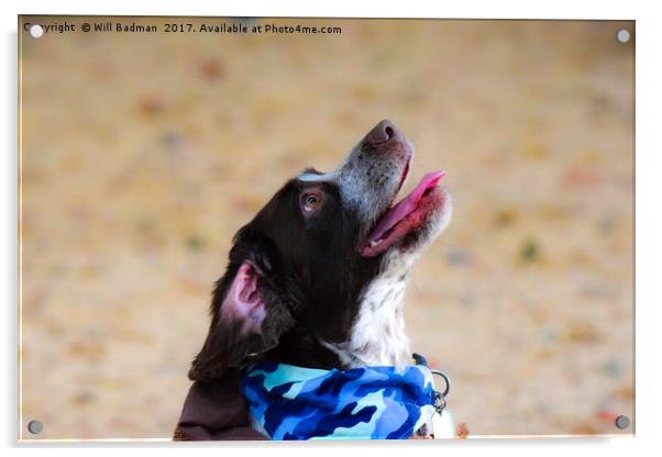 A Spaniel dog Sat looking up for a treat in Yeovil Acrylic by Will Badman