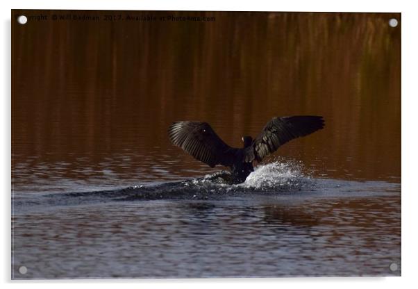 Cormorant landing in the lake @ Ham Wall Meare.  Acrylic by Will Badman