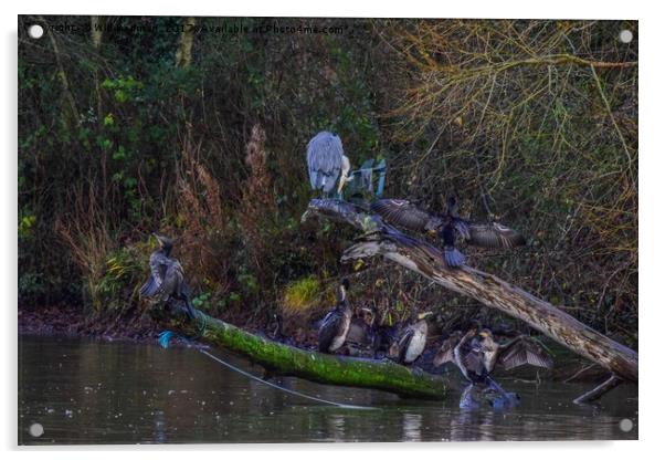 Heron and cormorants on a lake in Chard Somerset Acrylic by Will Badman