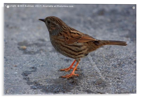 Dunnock on the path at Ninesprings Yeovil Somerset Acrylic by Will Badman