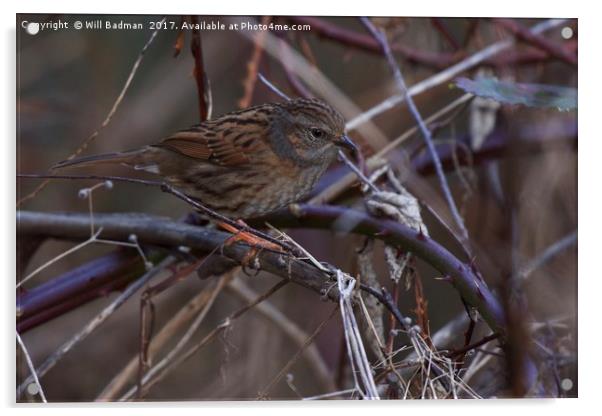 Dunnock In a hedge at Ninesprings Yeovil Somerset Acrylic by Will Badman