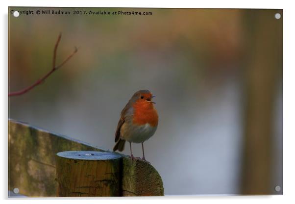 Singing Robin at Ninesprings Yeovil Somerset Acrylic by Will Badman
