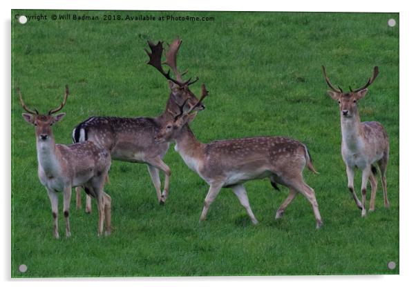 Wild Fallow buck deers in Somerset Uk  Acrylic by Will Badman