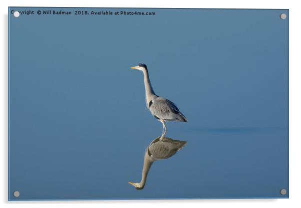 Mirror image of a Heron on the lake Acrylic by Will Badman