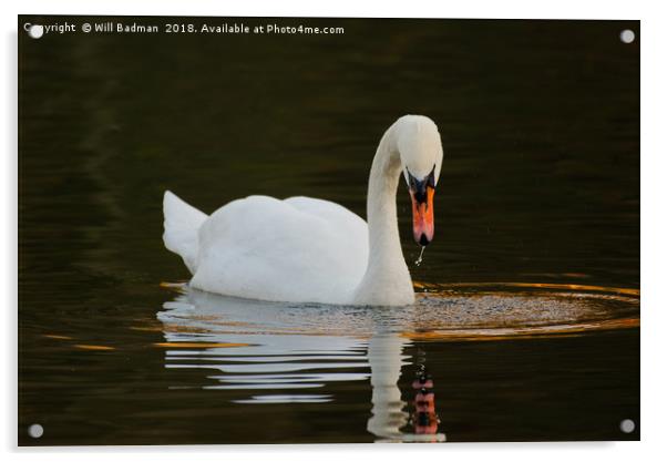 Swan on a Lake in Ninesprings Yeovil Somerset UK  Acrylic by Will Badman