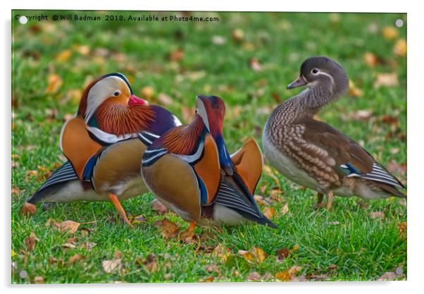 Colourful Mandarin Ducks in Yeovil Somerset UK  Acrylic by Will Badman