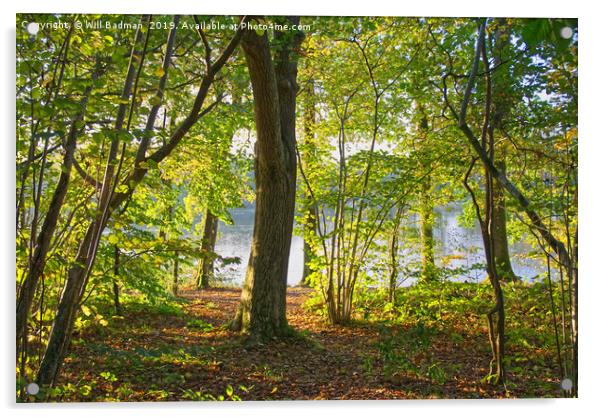 Autumn woodland at Chard Reservoir Somerset uk Acrylic by Will Badman