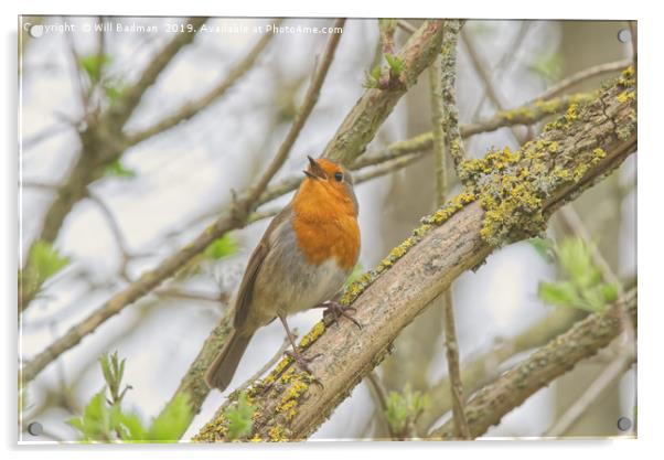 Singing Robin at Ninesprings Yeovil Somerset  Acrylic by Will Badman