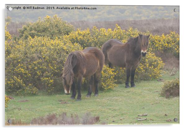 Exmoor Ponies Somerset UK Acrylic by Will Badman