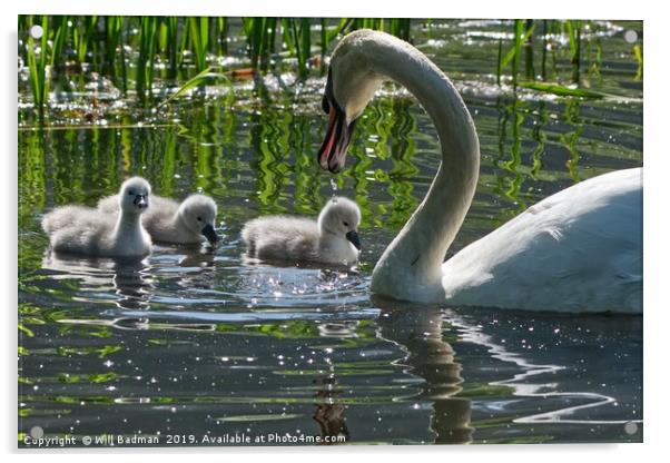 Young Cygnets taking their first swim  Acrylic by Will Badman