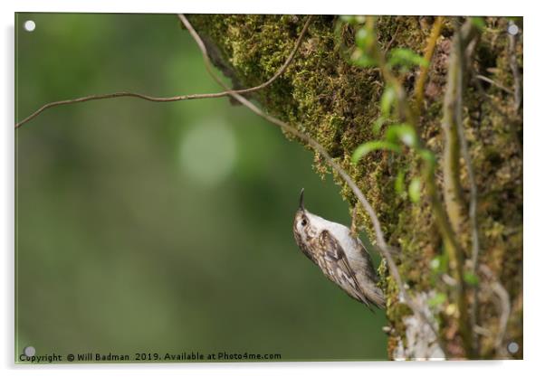 Tree Creeper on a tree covered in moss Acrylic by Will Badman