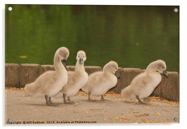 Four young Cygnets walking around the park Acrylic by Will Badman