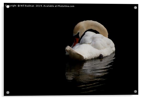 Elegant Swan Resting Acrylic by Will Badman