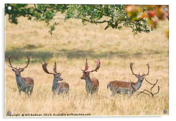 Fallow Bucks Under The Trees Acrylic by Will Badman