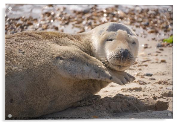 Posing Sammy the seal  Acrylic by Will Badman