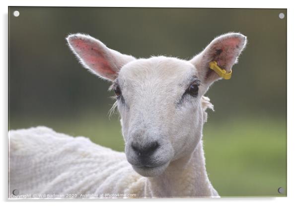Sheep portrait  Acrylic by Will Badman