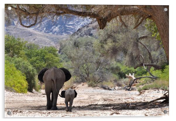 Desert elephant and calf. Hoanib River, Namibia Acrylic by Frances Valdes