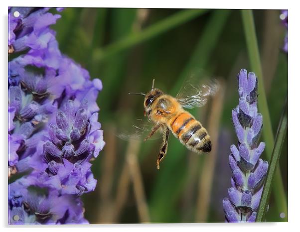 Bee flying in lavender Acrylic by David Belcher