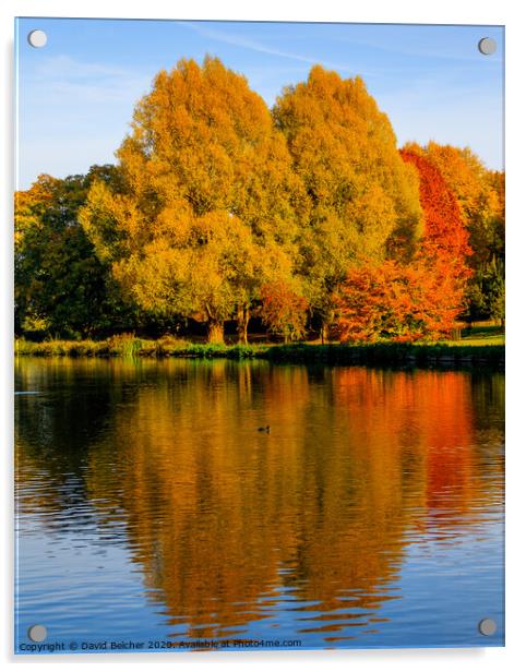 Autumn reflections Acrylic by David Belcher