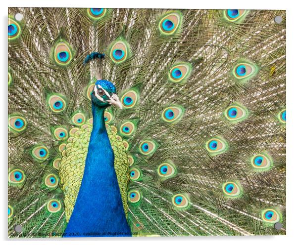 Peacock Acrylic by David Belcher