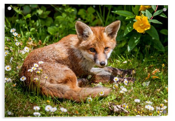 A fox cub relaxing in a garden Acrylic by David Belcher
