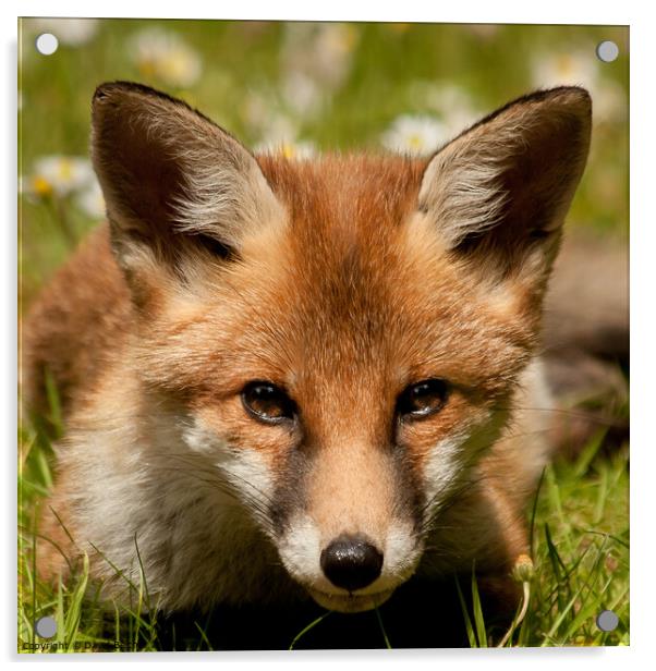 Fox cub Acrylic by David Belcher
