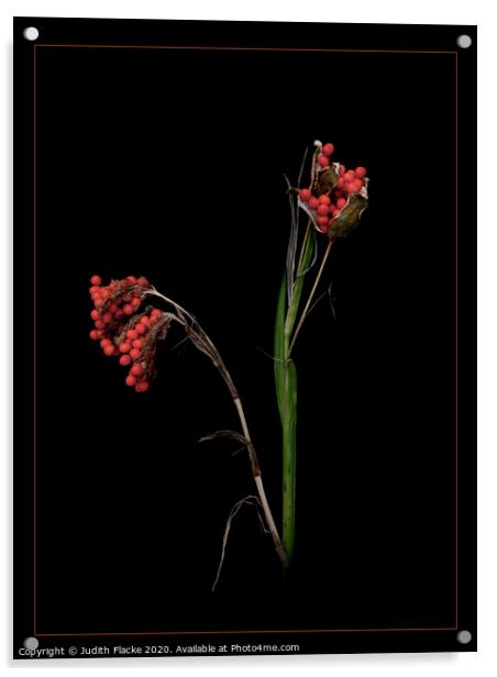 Iris foetidissima seeds Acrylic by Judith Flacke