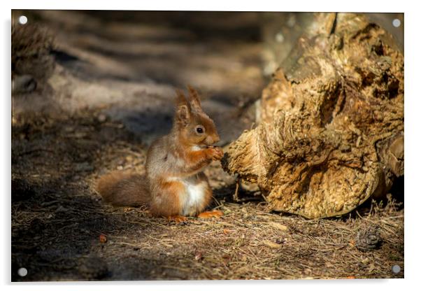 Red squirrel Acrylic by David Morton