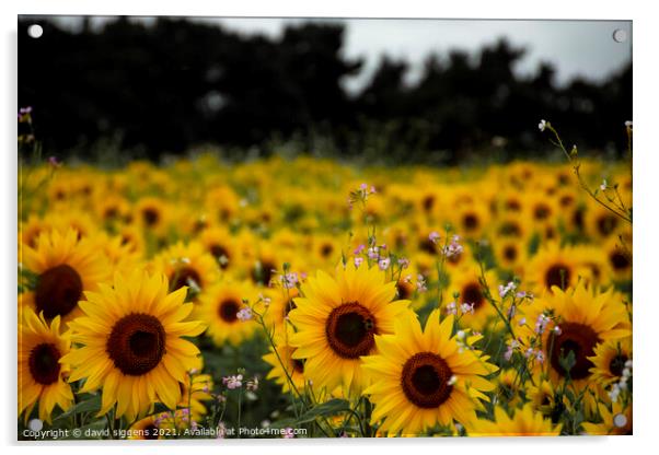 sunflower field richmond Acrylic by david siggens