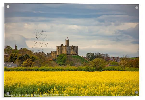 Rapeseed walkworth Castle northumberland Acrylic by david siggens