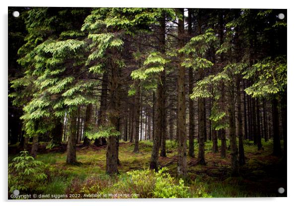 Keilder forest leaplish Acrylic by david siggens