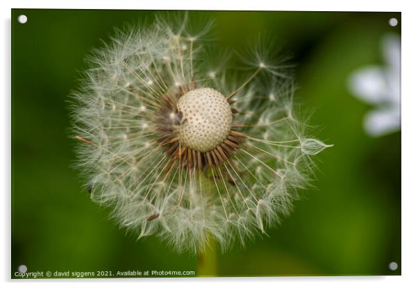 Dandelion Clock Acrylic by david siggens