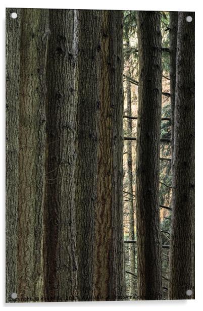 Elan Valley Pine Tree Trunks Acrylic by Ken Mills