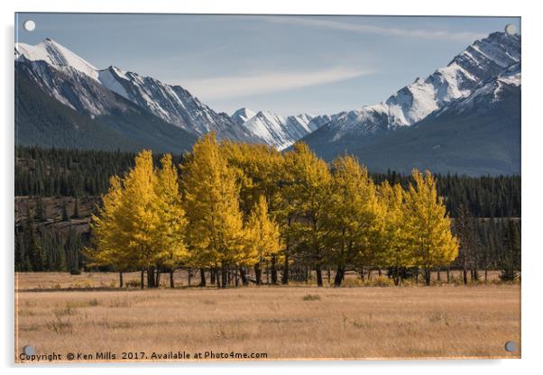 Aspens - Kooteney Plains Canada Acrylic by Ken Mills