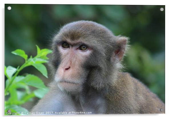 Macaque at Kam Shan Country Park, Hong Kong Acrylic by Carmen Green