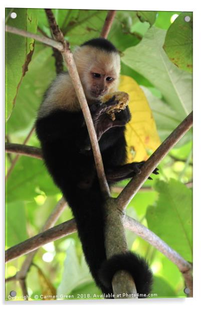 White-headed Capuchin Monkey, Costa Rica Acrylic by Carmen Green