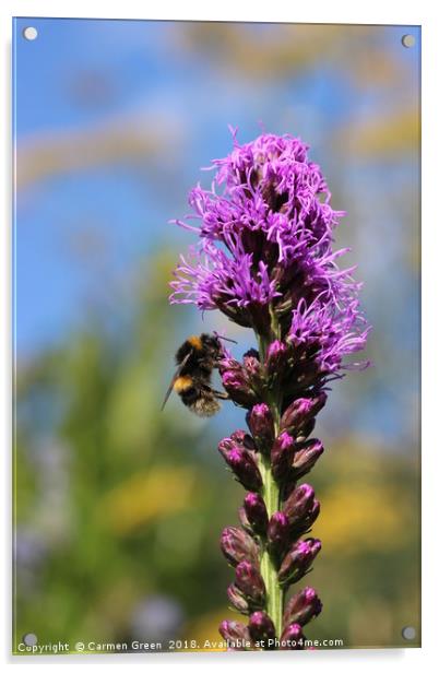 Bumblebee pollinating in the garden  Acrylic by Carmen Green