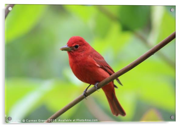 Summer Tanager, Costa Rica Acrylic by Carmen Green