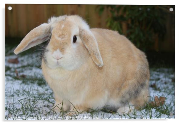 Pet rabbit in the snow Acrylic by Carmen Green