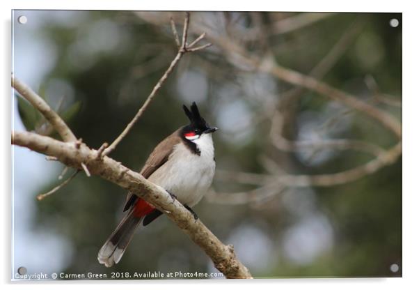 Red-whiskered bulbul Acrylic by Carmen Green