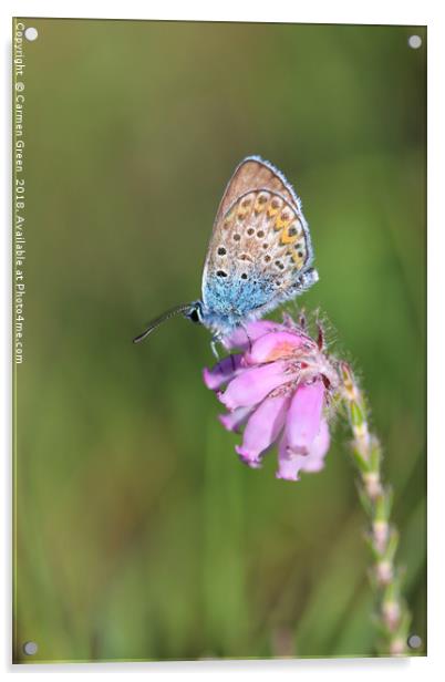 Silver-studded blue butterfly  Acrylic by Carmen Green