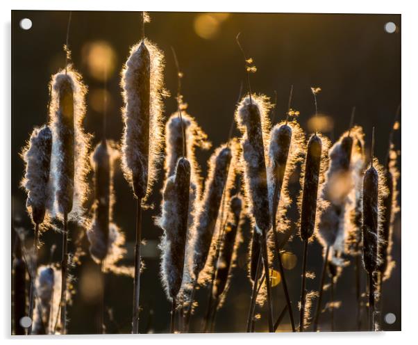 Bullrush Sunset Acrylic by Colin Stock