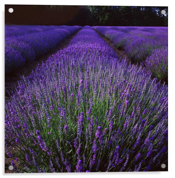 Norfolk Lavender Acrylic by Andrew Sharpe