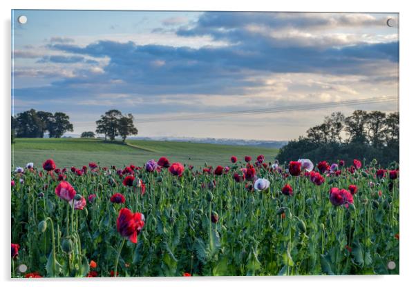 Poppy fields Acrylic by James Sedgemore
