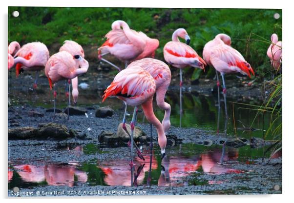 Pink Flamingos Acrylic by Sara Neal